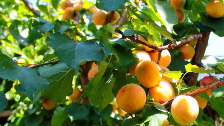 Снимка: архив, flickr