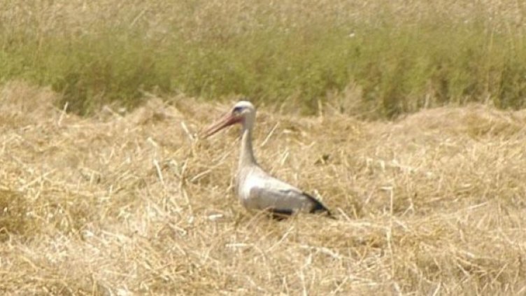 Снимка: Булфото