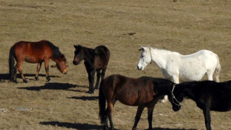 Снимка: Булфото, архив