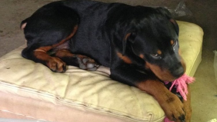 Снимка: архив, flickr