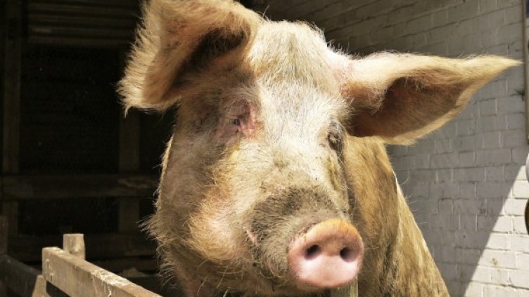 Снимка: flickr