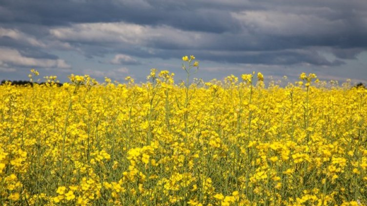 Снимка: pixabay.com