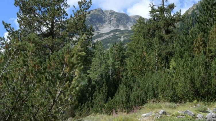 Снимка: архив Булфото