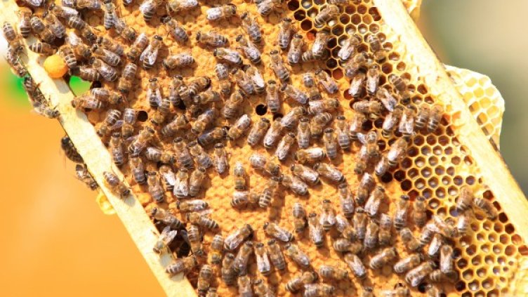 Снимка: Reuters, архив