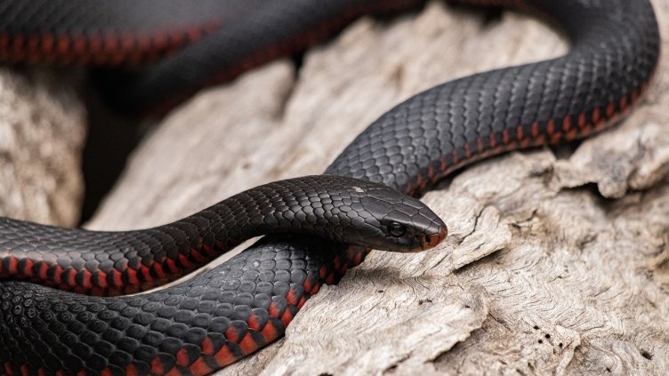 Снимка на Storme Kovacs от Pixabay