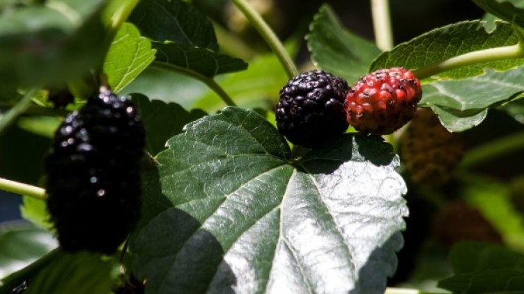 Снимка: pixabay