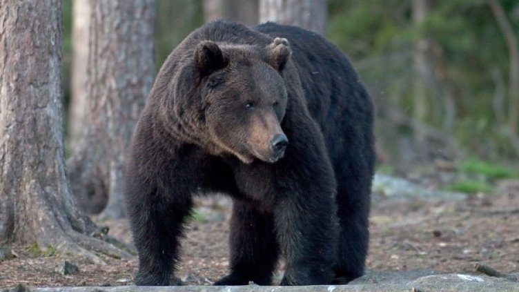 Снимка: flickr