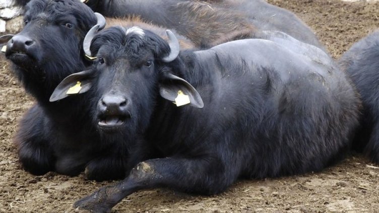 Архив: Булфото