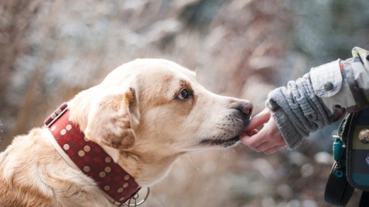 Снимка: pixabay