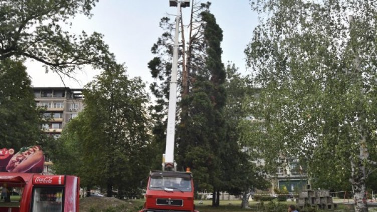 Жега, а после буря, мълнии... И секвоята в "Заимов" &ndash; разцепена!