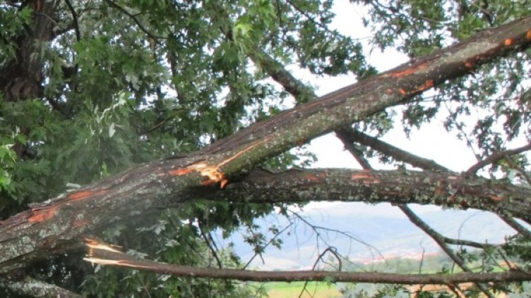 Снимка: архив Булфото