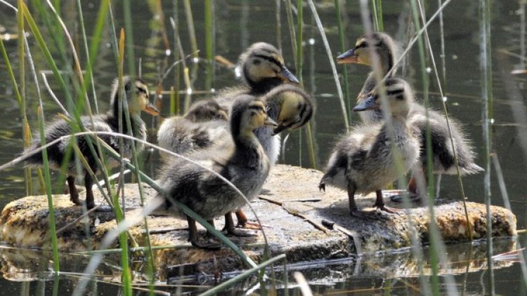 Архив: Булфото
