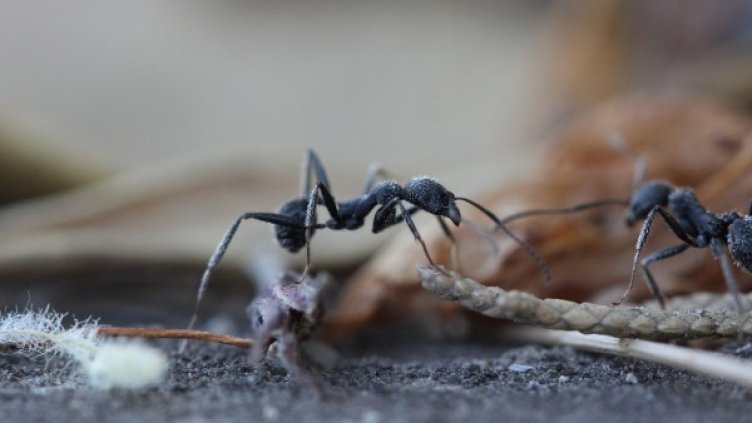 Снимка: Pixabay