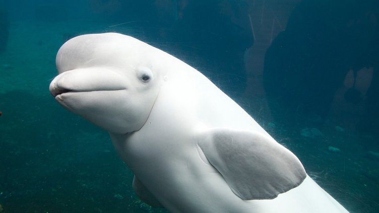 Снимка: Pixabay