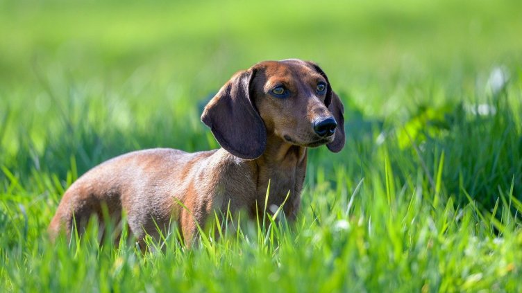 Снимка на Zachtleven fotografie от Pixabay