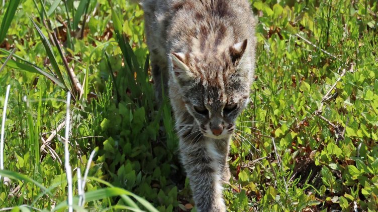 Снимка: архив, БГНЕС