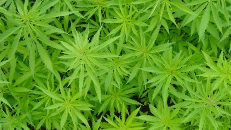 Архив: Булфото