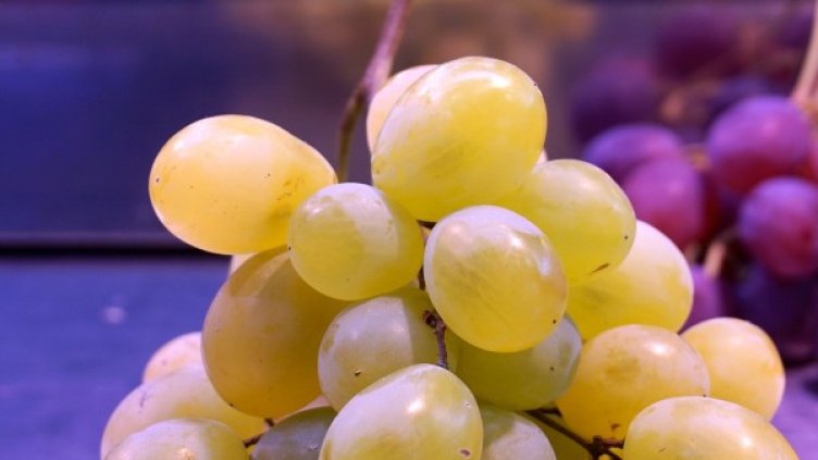 Снимка: pixabay