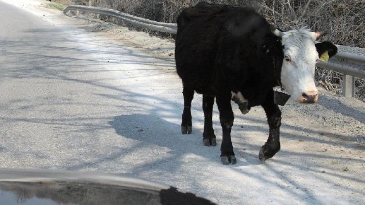 Снимка: Булфото, архив