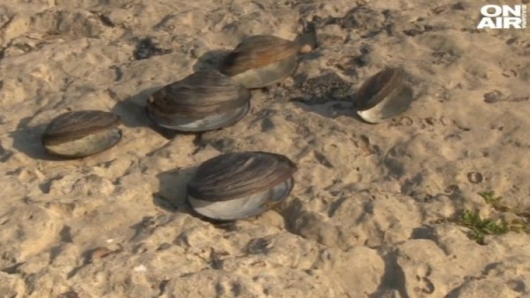 Снимка: Bulgaria On Air