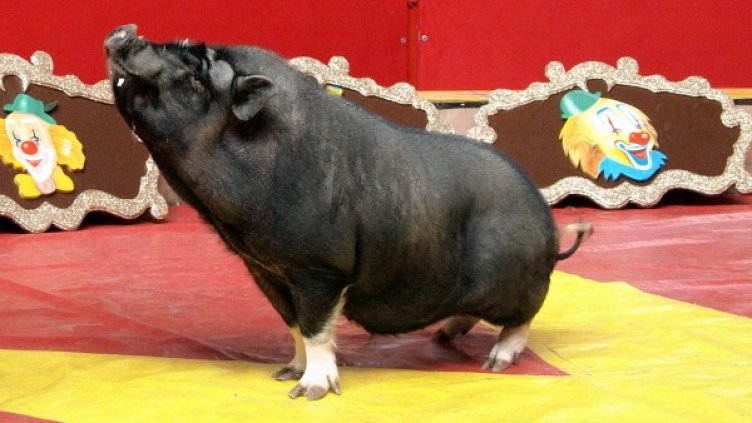 Снимка: Булфото, архив