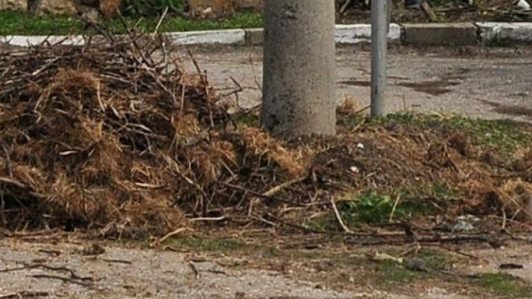 Снимка: Булфото