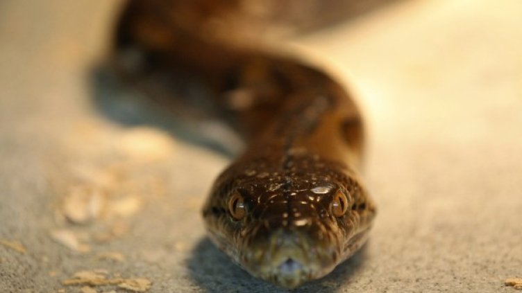 Детето кротко си спи и под леглото му... питон!