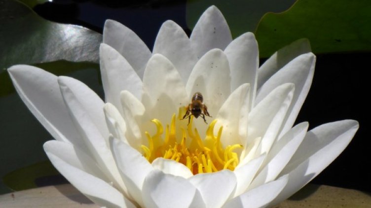 Снимка: Архив, БТА