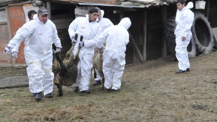 Снимка: Булфото, архив