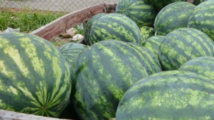 Снимка: Булфото, архив