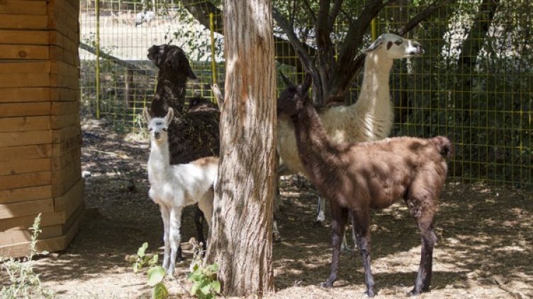 Снимка: Община Стара Загора