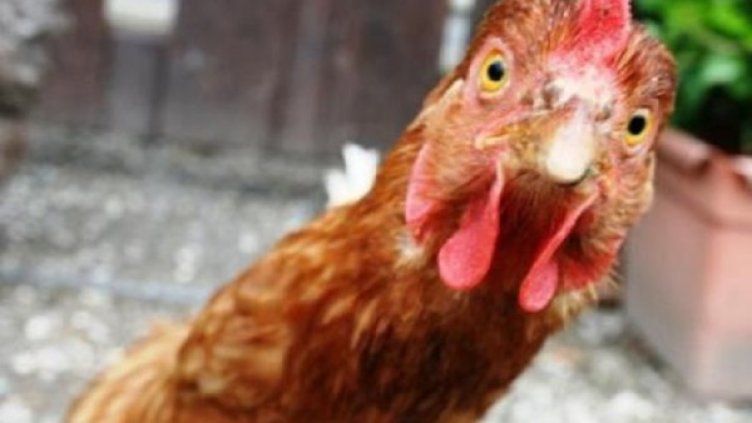 Снимка: flickr