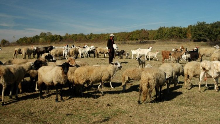 Снимка: Архив, Булфото