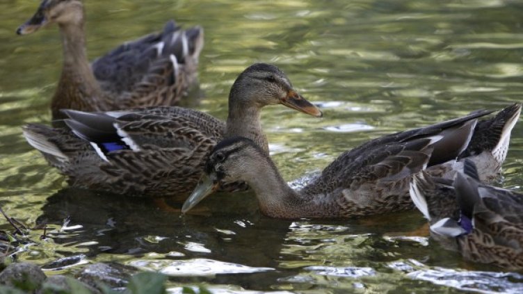 Снимка: Олег Попов, Dnes.bg