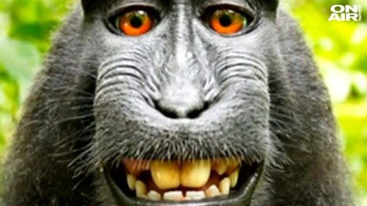 Маймуна си направи селфи &ndash; 25% от печалбата от снимката за нея