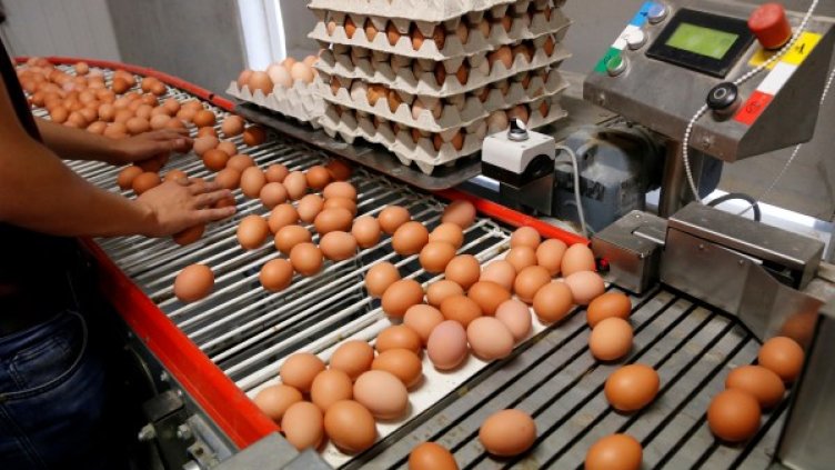 БАБХ успокоява: Фипронилът в яйцата е незначително малко!