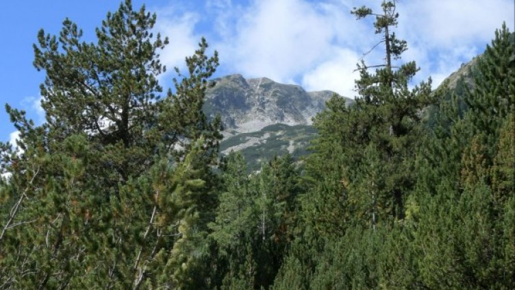 Снимка: архив Булфото