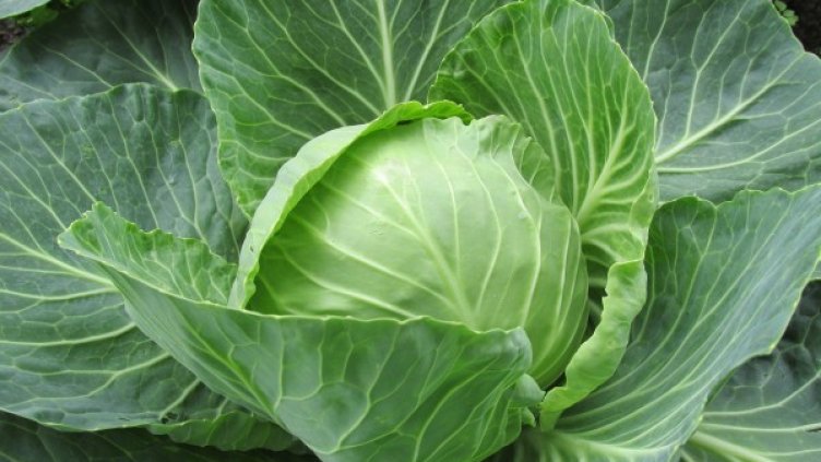 снимка: pixabay