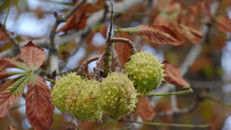 Снимка: Булфото