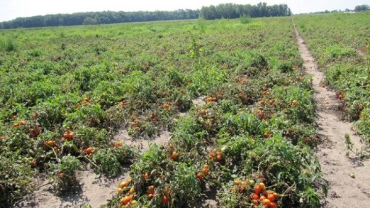 Снимка: архив, Булфото