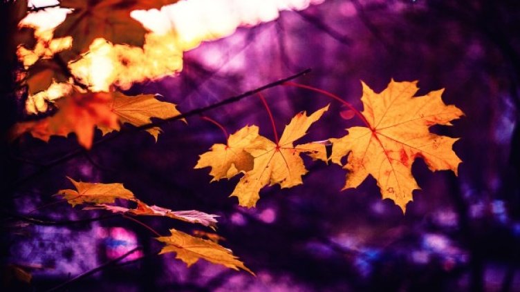 Снимка: pexels