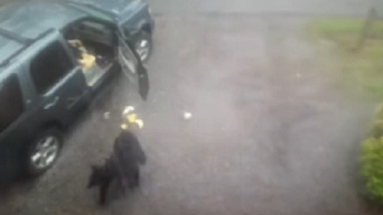 Могат ли мечките да шофират? Май не! Ама се пробват!