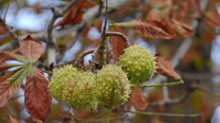 Снимка: Булфото