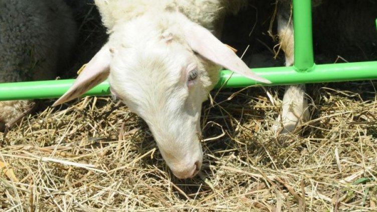 Архив: Булфото