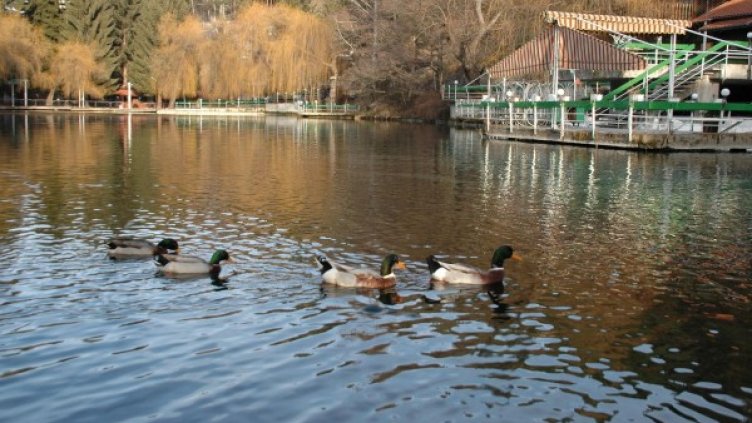 Архив: Булфото