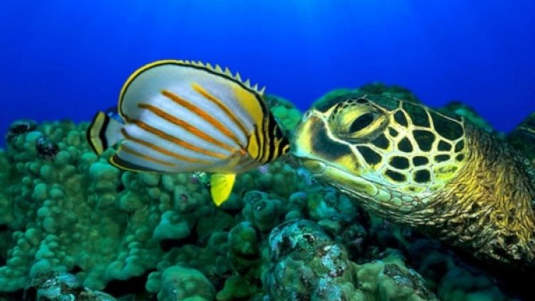 Снимка: Bulgaria ON AIR