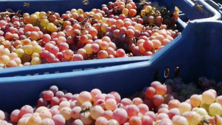 Снимка: архив, Булфото