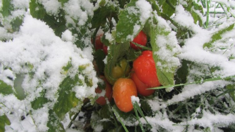 Октомврийски сняг: Плодове и зеленчуци "побеляха" в Кладница