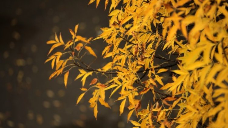 Времето утре: Хладно, ветровито, с повече облаци 