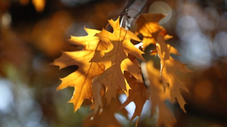 Снимка: Олег Попов, Dnes.bg